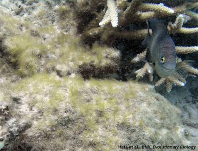 A Damselfish seen here with their algal lawn (Hata et al., BMC Evolutionary Biology)